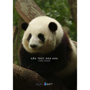 [Review] Gấu Trúc Hoa Hoa